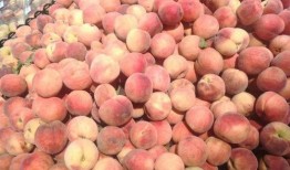 小豪娱乐吃瓜,揭秘娱乐圈最新吃瓜事件