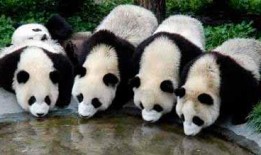 娱乐吃瓜酱功勋大熊猫,国宝传奇，熊猫界的明星风采