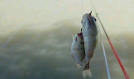 娱乐吃瓜酱钓鱼视频