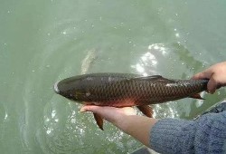 娱乐吃瓜酱放生鱼,一场爱心与自然的和谐交响