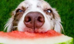 娱乐吃瓜酱人被狗撞,娱乐吃瓜酱人遭遇意外，网友热议