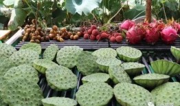 娱乐吃瓜公司有哪些品牌,揭秘娱乐吃瓜界的明星品牌矩阵