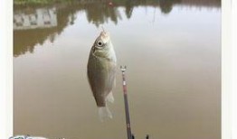 娱乐吃瓜酱钓鱼视频