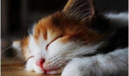 娱乐吃瓜酱貓咪,揭秘娱乐圈那些不为人知的幕后故事