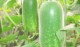 娱乐吃瓜场地图片真实高清,高清图鉴揭秘现场盛况