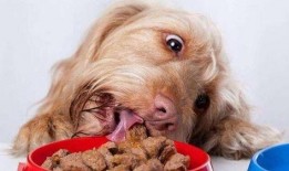 娱乐吃瓜菌小狗视频,娱乐菌带你领略萌宠欢乐时光