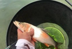 娱乐吃瓜酱钓鱼视频