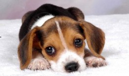 娱乐吃瓜菌小狗视频,娱乐菌带你领略萌宠欢乐时光