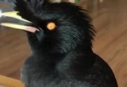 娱乐吃瓜小八哥是谁啊小说,揭秘网络小说中的神秘角色