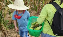 娱乐吃瓜酱爬泰山,攀登泰山，记录非凡之旅