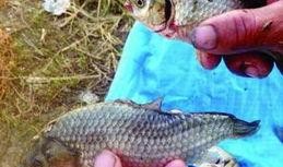 娱乐吃瓜酱放生鱼,一场爱心与自然的和谐交响