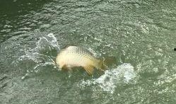 娱乐吃瓜钓鱼视频,吃瓜、钓鱼视频带你领略休闲生活新风尚