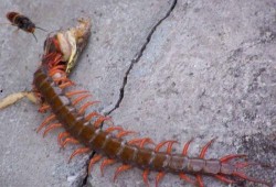 娱乐吃瓜酱的作品鼠体蜈蚣,娱乐吃瓜酱的惊悚奇幻之作