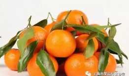 娱乐吃瓜橘子精,橘子精的吃瓜传奇