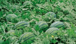 娱乐吃瓜酱一半是植物人,揭秘娱乐吃瓜酱背后的绿色秘密