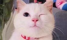 娱乐吃瓜酱猫抱枕,带你感受萌宠的魅力