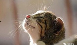 娱乐吃瓜酱猫抱枕,带你感受萌宠的魅力