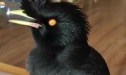 娱乐吃瓜小八哥是谁啊小说,揭秘网络小说中的神秘角色