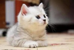 娱乐吃瓜酱貓咪,揭秘娱乐圈那些不为人知的幕后故事