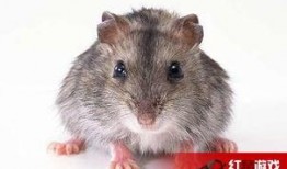 娱乐吃瓜酱的作品鼠体蜈蚣,娱乐吃瓜酱的惊悚奇幻之作