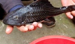 娱乐吃瓜酱放生鱼,一场爱心与自然的和谐交响